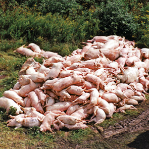 Piggies.jpg Piggies.jpg