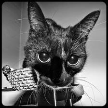 Whiskerz