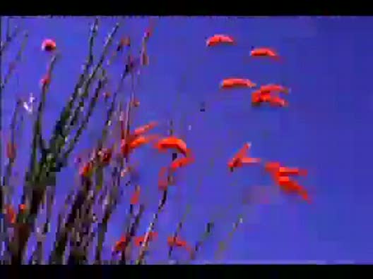Видео клип